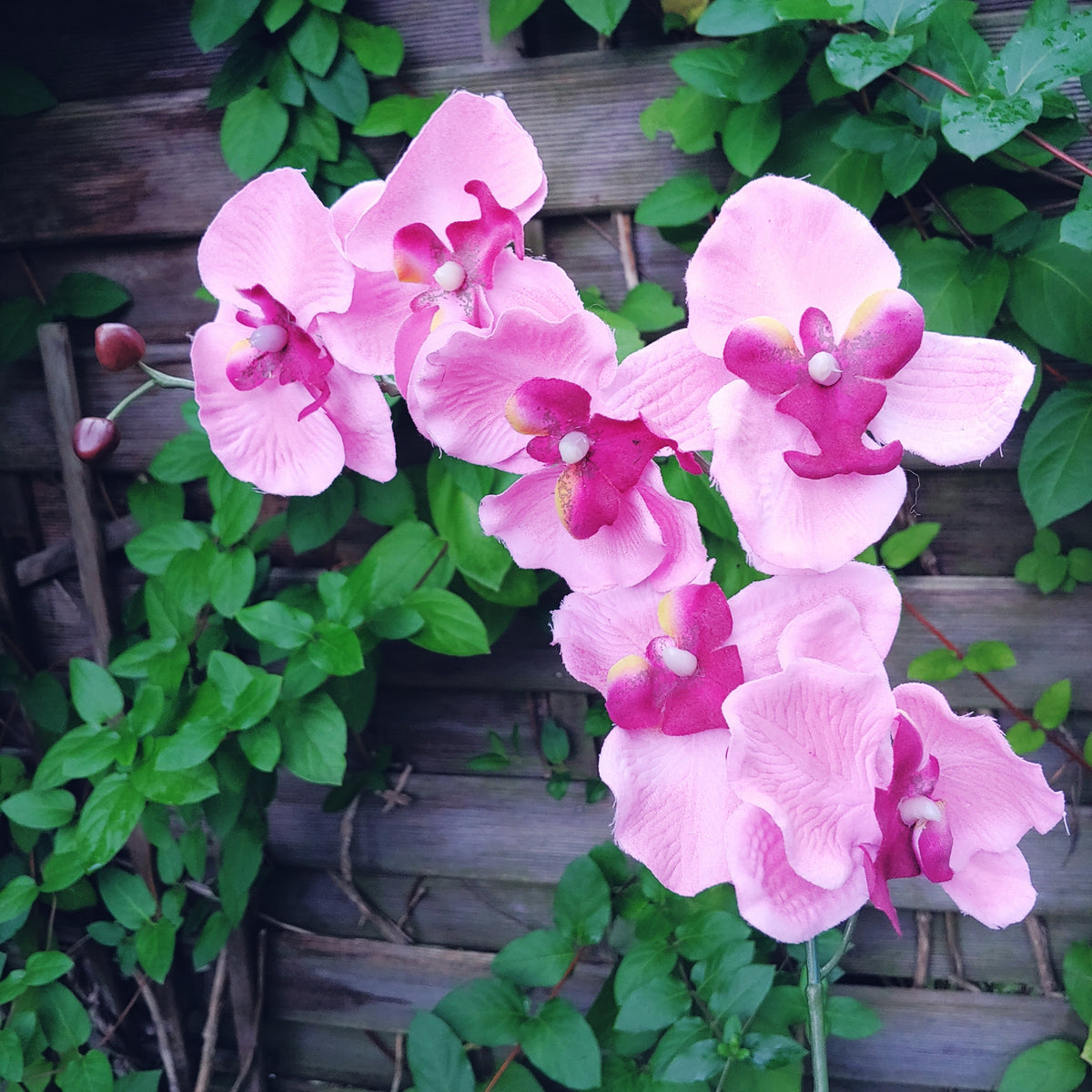 Seidenblume Orchidee Rispe pink